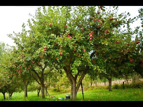 Видео: Кумык - Алма Терек | Кумыкская песня