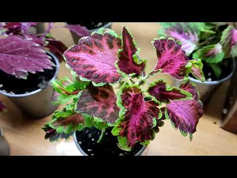 Видео: Колеусы название сортов, разнообразие