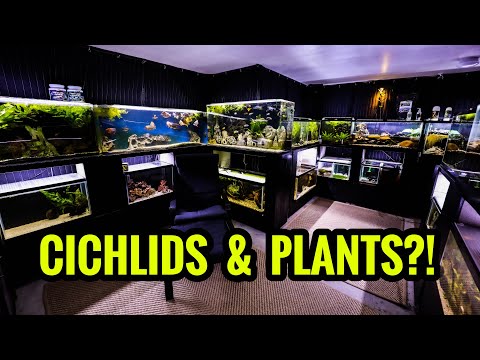 Видео: Как содержать растения в аквариуме с африканскими цихлидами