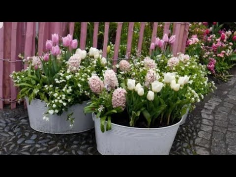 Видео: Цветочные композиции из луковичных/Посадка луковичных в вазоны / [Тюльпаны, нарциссы, крокусы и тп ]