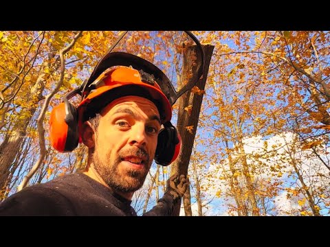 Видео: Всегда ожидайте неожиданностей, работая в лесу.