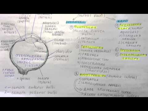 Видео: Билет 036. ГЛАЗНОЕ ЯБЛОКО. ОТТОК ВНУТРИГЛАЗНОЙ ЖИДКОСТИ. КРОВОСНАБЖЕНИЕ, ВЕНОЗНЫЙ ОТТОК.
