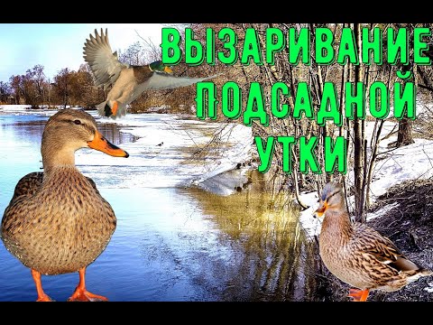 Видео: Как подготовить подсадную к сезону охоты?/Полный процесс подготовки УТКИ к охотничьему сезону!