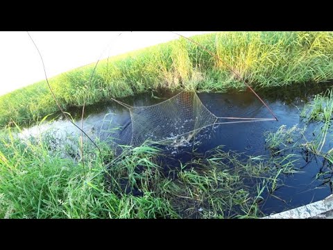 Видео: Рыбалка на паук подъёмник, в маленьком ручье. Видно как плавает рыба.