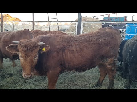 Видео: Привесы телок за два месяца