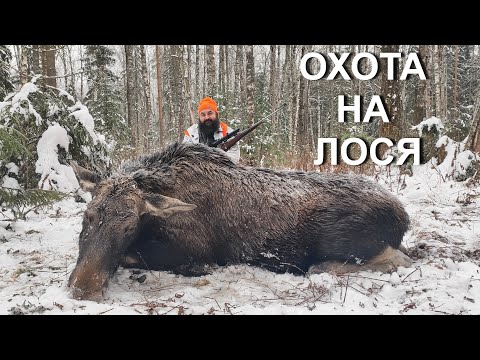 Видео: Три ЛОСЯ и вся охота или десять лет ожиданий...