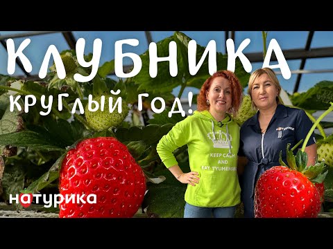 Видео: Как выращивают клубнику в Сибири круглый год? Экскурсия на тепличный комбинат «Натурика» в Тюмени