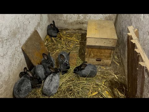 Видео: Кролики Полтавське срібло @krolyky_ternopil