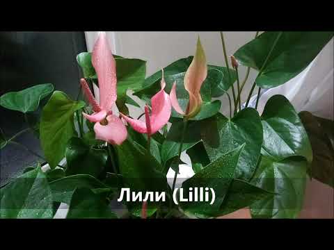 Видео: Антуриумы в коллекции у нашего администратора. Часть 3