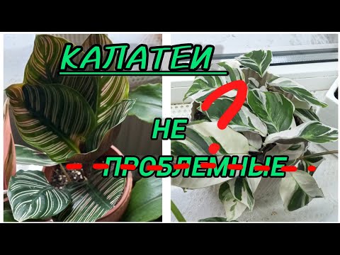 Видео: 💚Воскресшие Калатеи Орната и Вайт фьюжн🫶