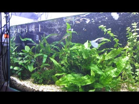 Видео: Перезапуск проблемного аквариума. Водоросли всё задушили.