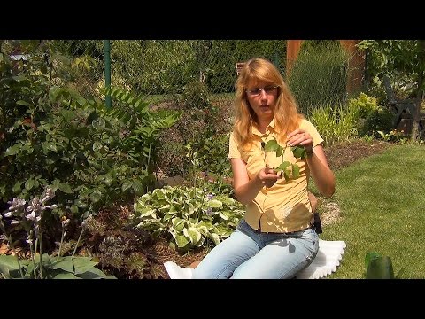 Видео: Черенкование роз