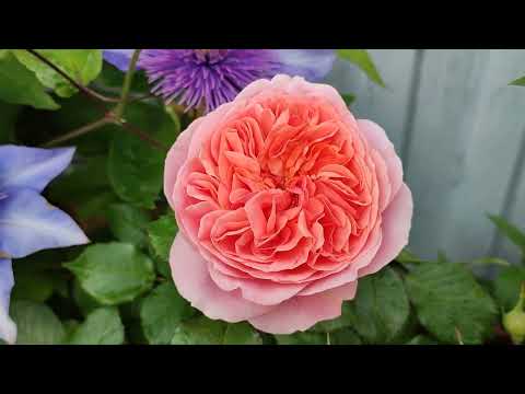 Видео: Цветение роз в Подмосковье (20.06)🌹🌹🌹. Розы Гео Лаоен, Микото, Мокароза, Флоранс Делатр и мн. другие