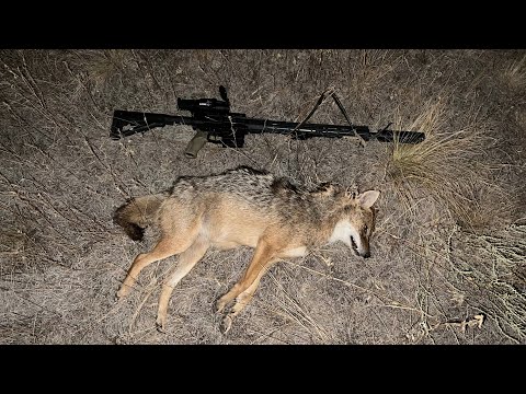 Видео: Открытие сезона охоты на шакала 2024