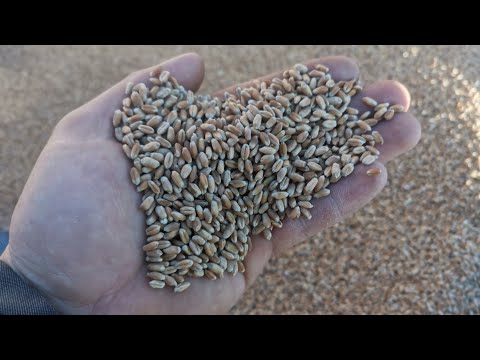 Видео: Подготовка семенного материала озимой пшеницы.