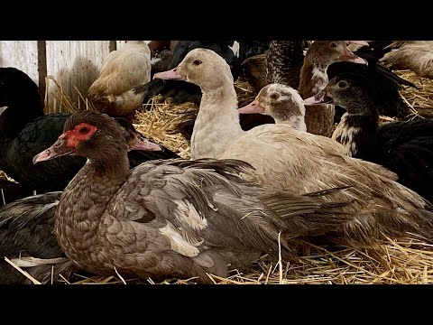 Видео: Ударили морозы -30 Утки в теплице без обогрева/ Холодно им? Подстилка для обогрева уток