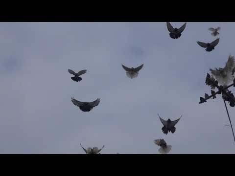 Видео: Николаевские голуби. Выше- Тарасовка продолжение.