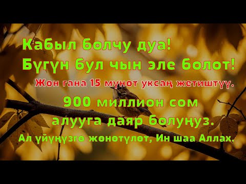 Видео: Керемет дуба! Акча үзгүлтүксүз агып, карыздар жок болуп, бакыттуу өмүр келет!!!