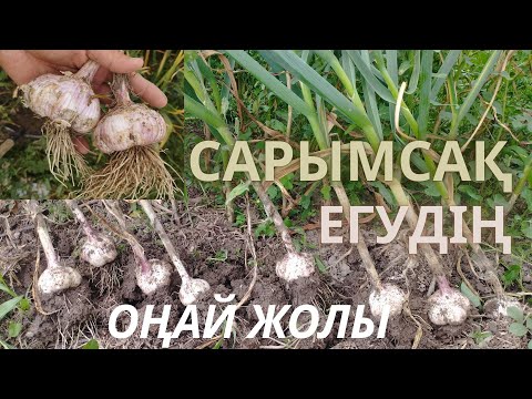 Видео: КҮЗГІ САРЫМСАҚ ОТЫРҒЫЗУ, сарымсақ егу. |Посадка озимого чеснока| #garden