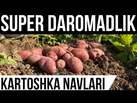Видео: Супер Даромадли Картошка навлари | AGROVER