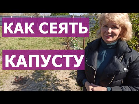 Видео: Как сеять капусту в открытый грунт