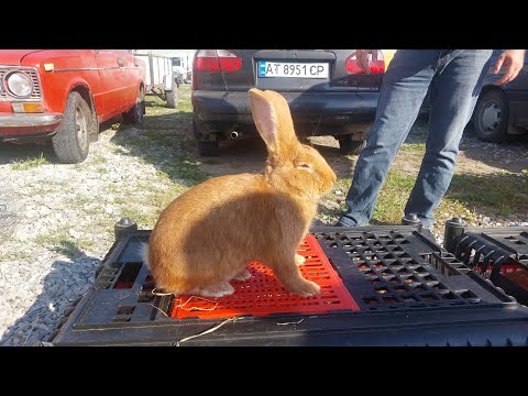 Видео: Ринок тварин! Івано-Франківськ 03.08.2025. Частина 1. #ринок #тварини #село 