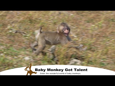 Видео: Малыш обезьяна в панике, но конец трогательный! / monpai monyet baby monkey