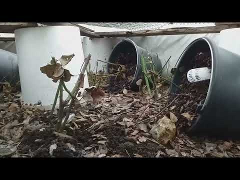 Видео: Первый обзор: РОЗЫ ПОД УКРЫТИЯМИ и РОЗЫ В ГОРШКАХ 25.03.25