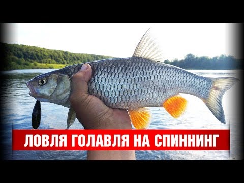 Видео: Ловля голавля на спиннинг. Открытие сезона 2018. Угра Спорт.