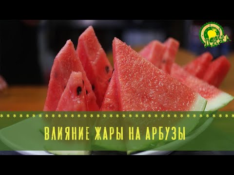 Видео: Выращивание арбузов: есть ли польза от жары?