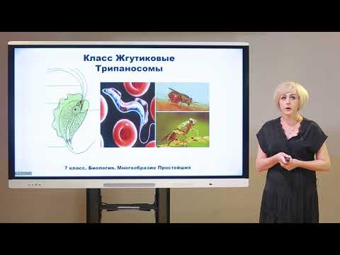 Видео: 7 класс. Биология. Многообразие простейших