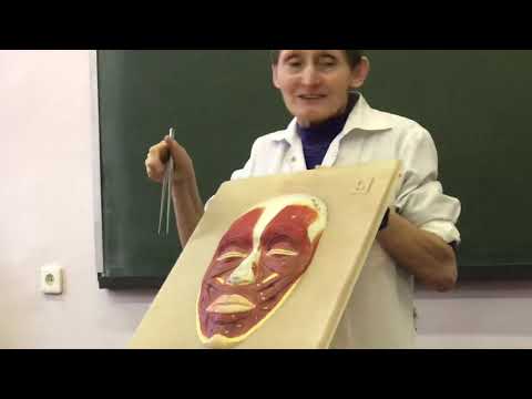Видео: МЫШЦЫ ГОЛОВЫ