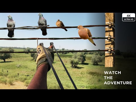 Видео: Облачное небо, идеальная цель | Охота на голубей с рогаткой