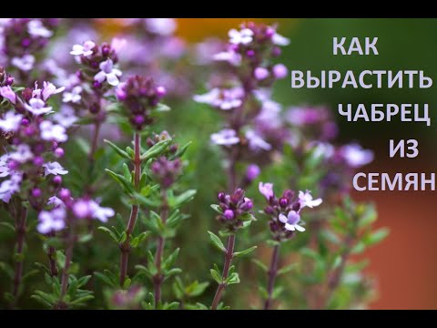 Видео: Чабрец из семян от А до Я.