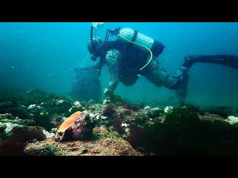 Видео: Брюхоногие хищники в Чёрном море: экологическая угроза или золотое дно?