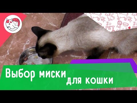 Видео: 5 правил выбора миски для кошки