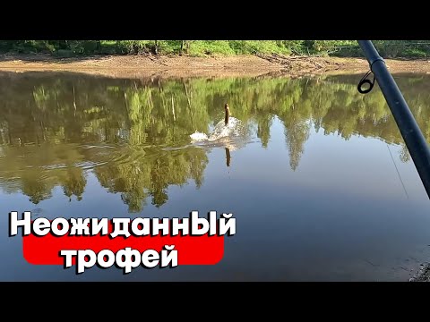 Видео: ЛОВЛЯ КРУПНОЙ ЩУКИ НА ПОПЛАВОК НА ЖИВЦА!НЕОЖИДАННЫЙ ТРОФЕЙ!РЫБАЛКА 2024