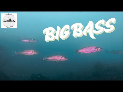 Видео: На охоте, чтобы найти и заснять более крупную рыбу, например, окуня.