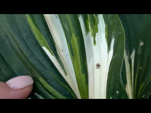 Видео: Распаковка хост с авито