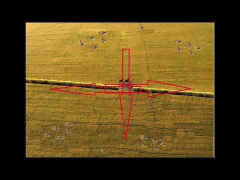 Видео: Х-образная расстановка гусиных чучел