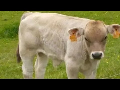 Видео: КОДИРОВ САИДБУРХОН БУКАЧИ ФУРУШИв прямом эфире!