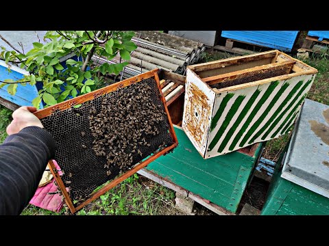 Видео: ПОЙМАЛ ПЕРВЫЙ РОЙ ПЧЕЛ 2025 !!!