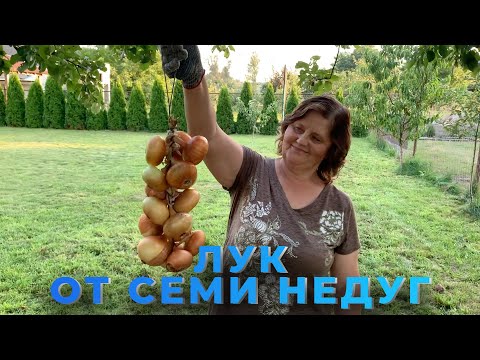 Видео: Как сохранить лук на зиму.100% результат. Плетение лука в косы.Как сохранить лук в квартире до весны