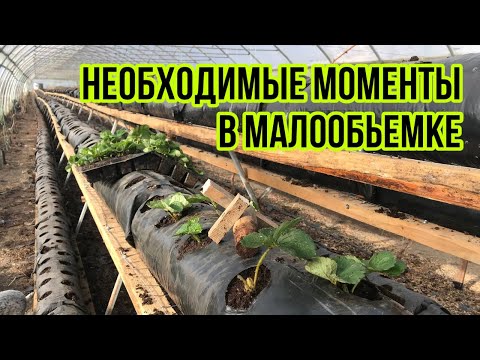 Видео: Поздняя посадка | Сорт Альба |Малообьемка | Клубника в торфе