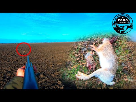 Видео: Охота на зайца. Сезон 2021 - 2022 Охота по чернотропу. САМАЯ БЫСТРАЯ охота за 2 сезона. Второй выход