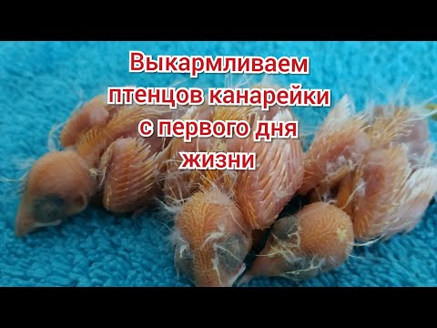 Видео: выкармливаем птенцов с первого дня жизни. чем подкармливать птенцов канарейки
