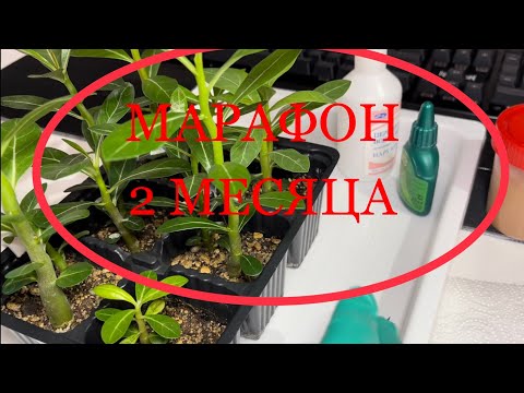 Видео: Марафон с Оазис Миссис Смит ( нам 2 месяца)