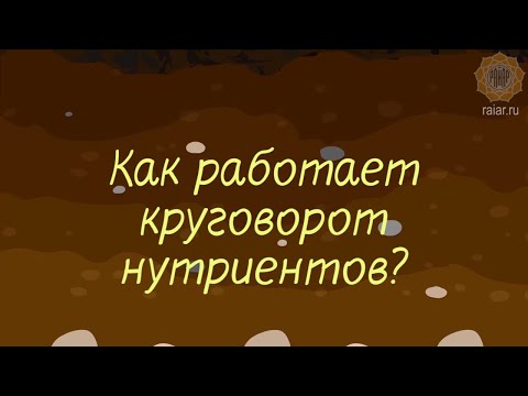 Видео: Как работает круговорот нутриентов - ППС 2/9