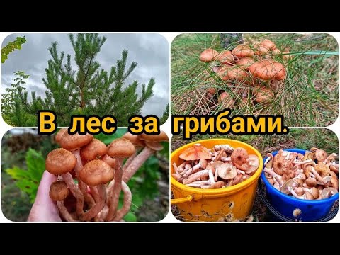 Видео: НЕ КАРТОШКА 🥔 А ГРИБЫ 🍄🍁🌲 БЕЗ УРОЖАЯ НЕ ОСТАЛИСЬ 😄😍