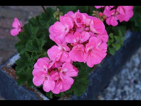 Видео: НЕ ВЫБРАСЫВАЙТЕ СТАРУЮ ГЕРАНЬ! Как ЗАСТАВИТЬ ее снова ПЫШНО ЦВЕСТИ.